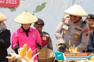 Kapolres Boyolali Bersama Forkopimda Panen Raya Jagung, Bukti Sinergi untuk Ketahanan Pangan Nasional